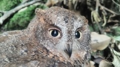 Otus rutilus rutilus
