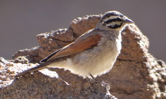 Emberiza capensis bradfieldi