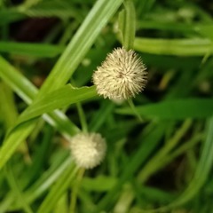 Cyperus sesquiflorus