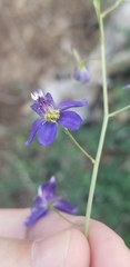 Delphinium depauperatum