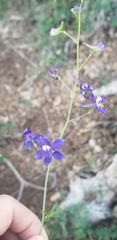 Delphinium depauperatum