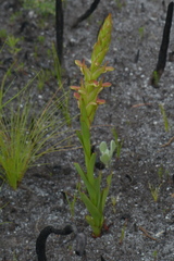 Disa reticulata