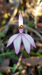 Caladenia picta