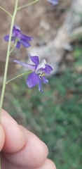 Delphinium depauperatum