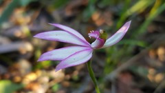 Caladenia picta
