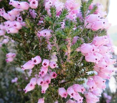 Erica modesta
