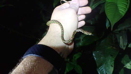 Stejneger's Snail Sucker