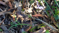 Caladenia picta
