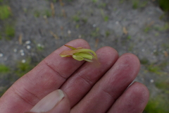 Disa reticulata