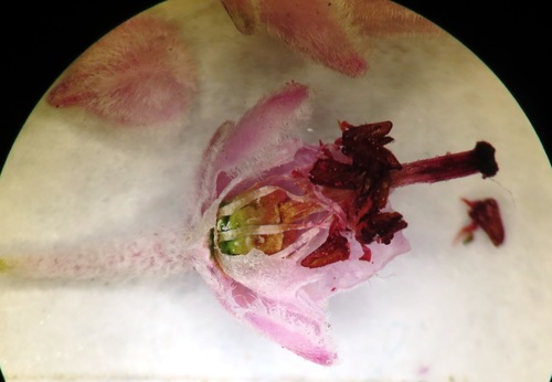 Image of Erica modesta by (c) linkie, some rights reserved (CC BY)