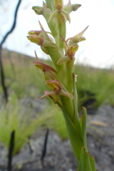 Disa reticulata