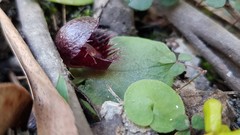 Corybas fimbriatus