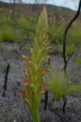 Disa reticulata