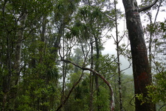 Dracophyllum elegantissimum