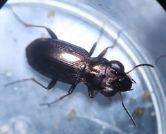 Notiophilus rufipes