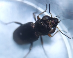 Notiophilus rufipes