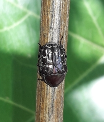 Euphoria sepulcralis