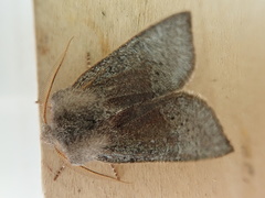 Orthosia pulchella