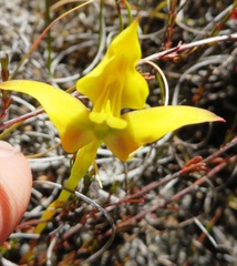 Disa tenuifolia
