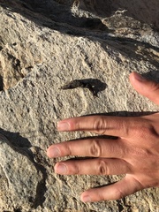 Bassariscus
