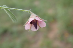 Hermannia boraginiflora