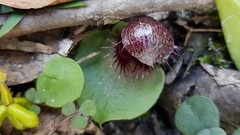 Corybas fimbriatus