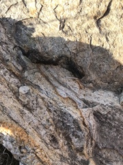 Bassariscus