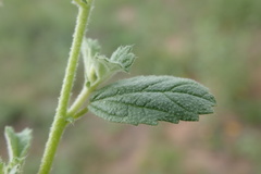 Hermannia boraginiflora