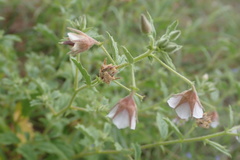 Hermannia boraginiflora