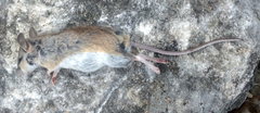 Peromyscus pectoralis