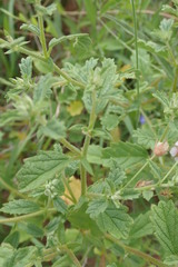 Hermannia boraginiflora