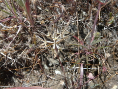 Microseris douglasii