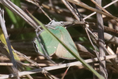 Callophrys dumetorum