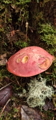 Boletus neoregius