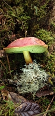 Boletus neoregius