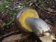 Entoloma mathinnae
