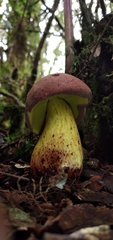 Boletus neoregius