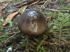Entoloma mathinnae