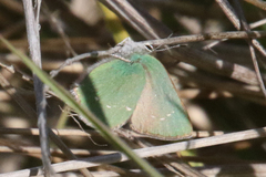 Callophrys dumetorum