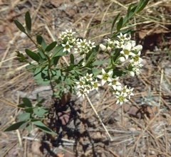 Comandra umbellata pallida