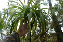 Dracophyllum elegantissimum