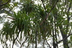 Dracophyllum elegantissimum