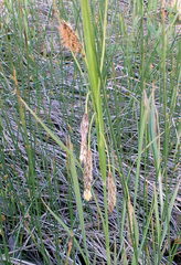 Carex lyngbyei