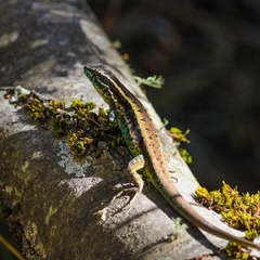 Liolaemus septentrionalis