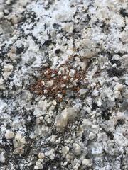 Rufoplaca arenaria