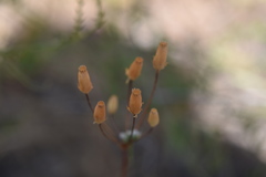 Holosteum umbellatum