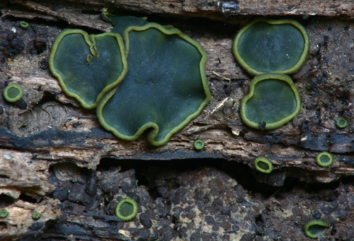 Representative image of Catinella olivacea
