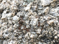 Rufoplaca arenaria
