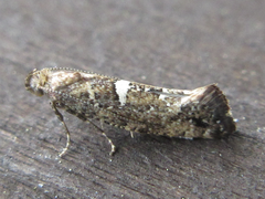 Acrolepiopsis sapporensis