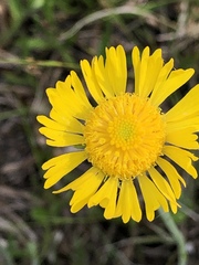 Helenium pinnatifidum